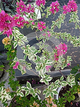 Bougainvillea Variegata Fanta Flower