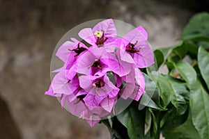 Bougainvillea vine plant with magenta-scarlet bracts around yellow flowers growing on single branch