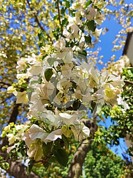 Bougainvillea White. A beautiful bush with flowers.Buenos Aires.Argentina.