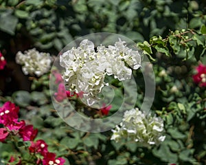 Bougainvillea, white and magenta