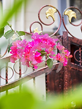 bougainvillea on yard gate