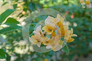 Bougainvillea Yellow. Bougainvillea, veranera, trinitaria