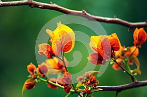 Bougainvilleas flower, garden, nature, yellow