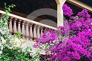 Bougainvilleas growing in front of balcony Minas, Brazil, South America