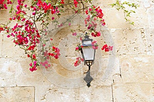 Bougainvilleas in stone wall
