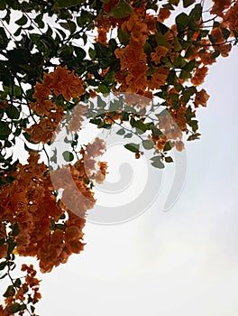 Bougainvilliea and white clouds