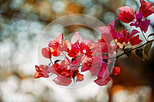 Bougainvilliers flowering in Huatulco bay