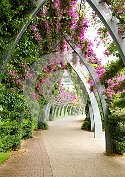 Bouganvilla Archway