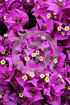 Bouganvilla flowers photo