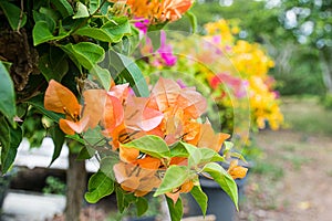 Bouganvilla