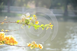 Bouganvilla in orange