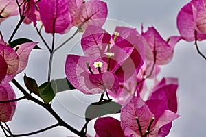 Bouganvilla spectabilis with pink petals against a bright blue sky