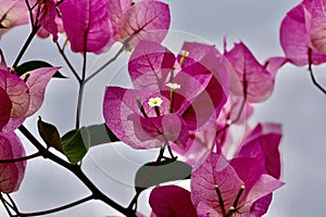 Bouganvilla spectabilis with pink petals against a bright blue sky photo