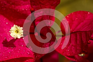 Bouganville flower closeup