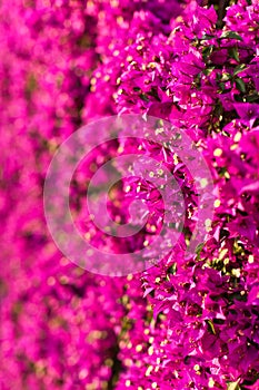 Bouganville vertical