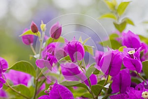 Bouganvillea