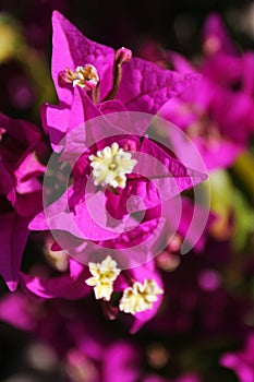 Bouganvillea
