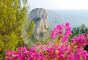 Bouganvillea flowers and Faraglioi