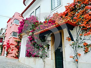 Bouganvillea Houses in cascais Portugal