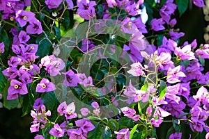 Bouganvillea Magnifica Traillii