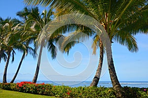 Bouganvillea and Palms