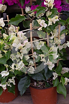 Bouganvillea white and pink