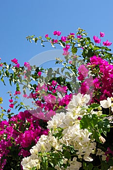 Bouganvillia