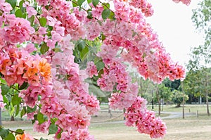 Bougaville flower in nature. Pink flower