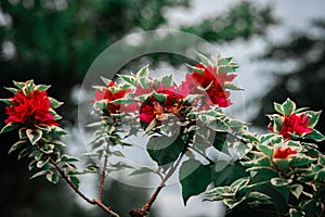 Bougenville bougenvillea plant