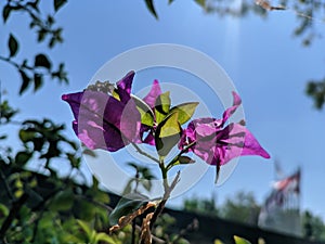 Bougenville Flower under the blue sky