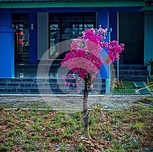 bougenville flowers blooming in unison blushing red in the courtyard of the mosque