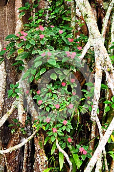 Bougenville flowers that grow in trees