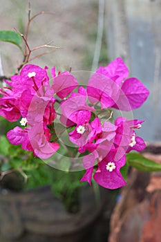 Bougenville, kembang kertas