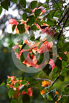 The Bougenvillea