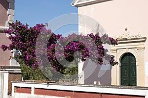 Bougenvillea infront of a church at the north of Corfu, Greece