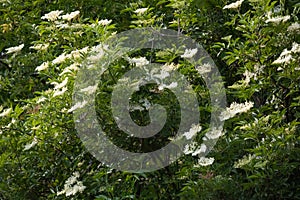 Bough of elderflower in sunlight