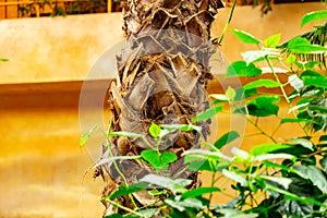 Bough of an old tree