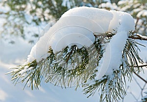 Ramo da pino un albero con neve 