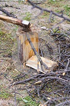 A boughs, an ax and a log on the grass.