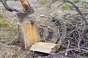 A boughs, an ax and a log on the grass.