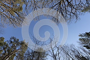 Boughs of deciduous and coniferous trees against a cloudless sky