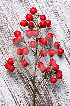 Boughs of holli network, on rustic wood