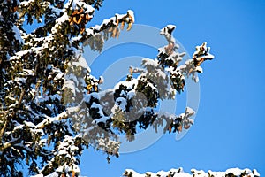 Pine tree bough with snow and pine cones