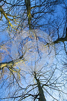 Boughs of trees