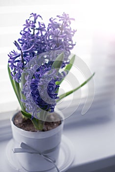 A bouguet of blue hyacinth growing in a flower pot on a window