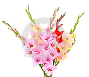 Bouguet pink gladiolus flower. Blank of congratulatory card