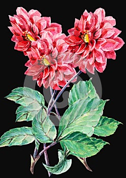 Bouguet of red dahlia on a black background, watercolor