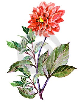 Bouguet red dahlia, watercolor