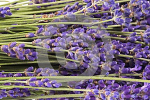 Bouguet of violet lavendula flowers isolated on white background