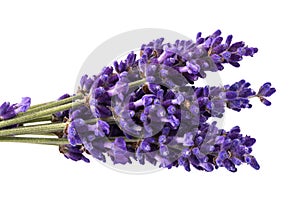 Bouguet of violet lavendula flowers isolated on white background photo